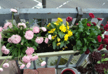 balkono papuošimas gėlėmis