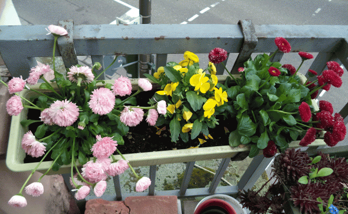 balkono papuošimas gėlėmis