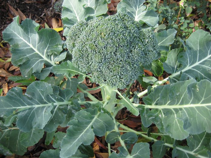 brokolių auginimas naujokams