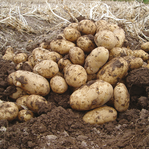 Ankstyvosios bulvės