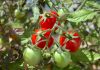 Pomidorų sodinimas, auginimas ir priežiūra