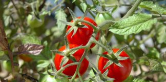 Pomidorų sodinimas, auginimas ir priežiūra