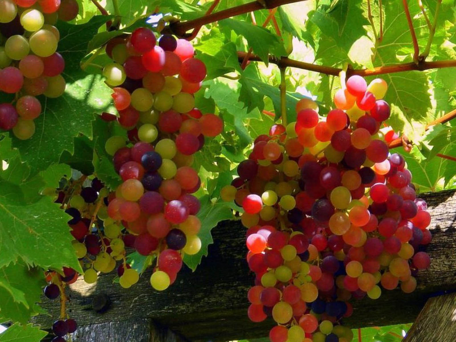 Vynuogių sodinimas, auginimas, dauginimas ir genėjimas