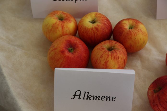 Alkmenė (Alkmene) veislės obuoliai