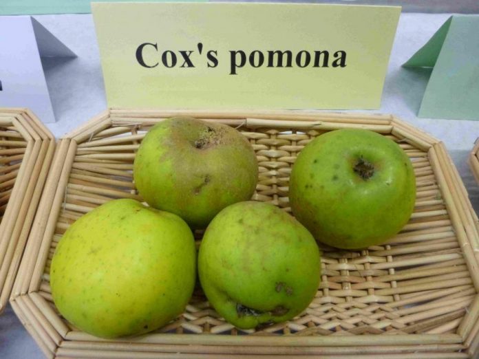 Kokso Pomona (Coxi Pomona) veislės obuoliai