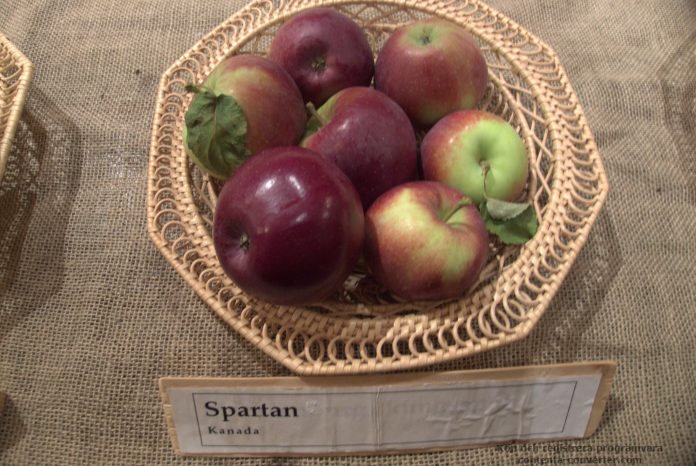 Spartan veislės obuoliai
