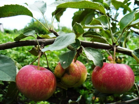 Uelsi (wealthy, dorpato rožinis) veislės obuoliai