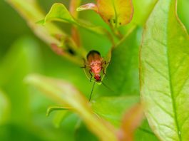 Sodo priešai, kurie pasirodo naktį – kaip juos išvyti natūraliai? Sodo kenkėjai naktį